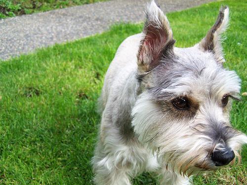 A dog image from https://images.dog.ceo/breeds/schnauzer-miniature/n02097047_752.jpg