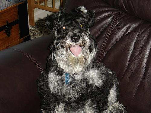 A dog image from https://images.dog.ceo/breeds/schnauzer-miniature/n02097047_834.jpg