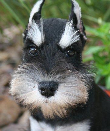 A dog image from https://images.dog.ceo/breeds/schnauzer-miniature/n02097047_951.jpg