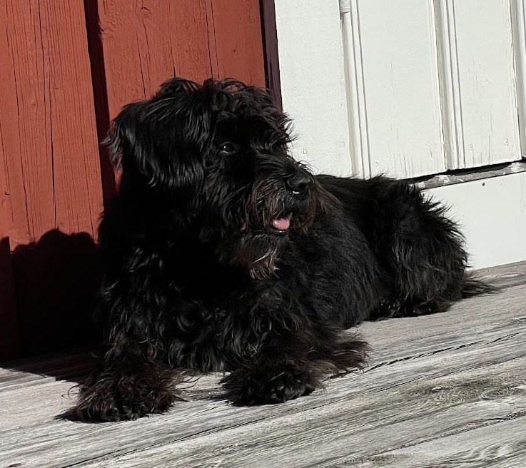 A picture of a great dog from the Dog CEO API