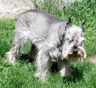 A dog image from https://images.dog.ceo/breeds/schnauzer/n02097209_1.jpg