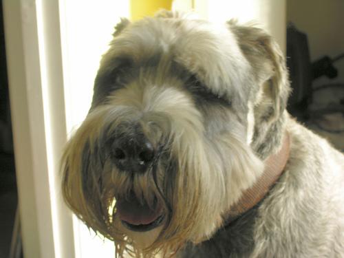 A dog image from https://images.dog.ceo/breeds/schnauzer/n02097209_1004.jpg