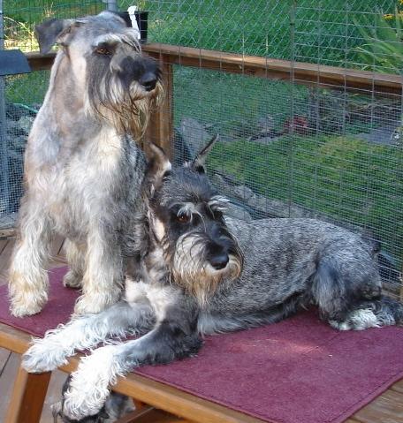 A dog image from https://images.dog.ceo/breeds/schnauzer/n02097209_1038.jpg