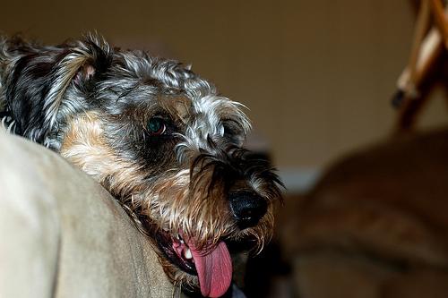 A dog image from https://images.dog.ceo/breeds/schnauzer/n02097209_1042.jpg