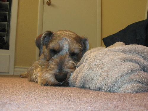 A dog image from https://images.dog.ceo/breeds/schnauzer/n02097209_1063.jpg