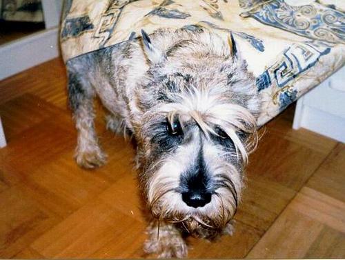 A dog image from https://images.dog.ceo/breeds/schnauzer/n02097209_1092.jpg