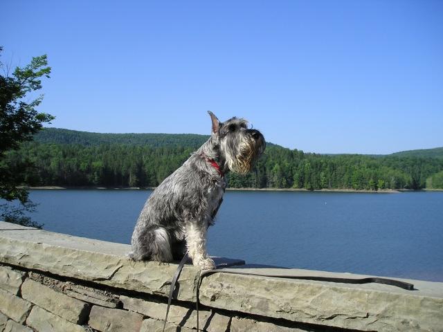 A dog image from https://images.dog.ceo/breeds/schnauzer/n02097209_1101.jpg