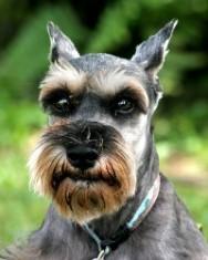 A dog image from https://images.dog.ceo/breeds/schnauzer/n02097209_1164.jpg