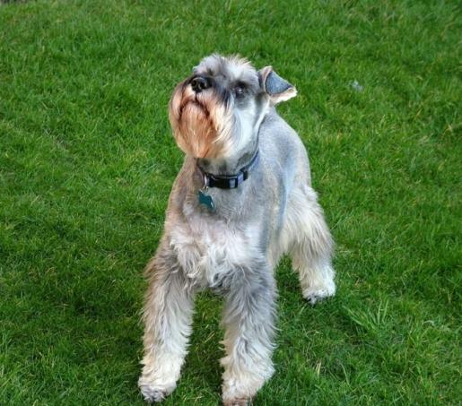 A dog image from https://images.dog.ceo/breeds/schnauzer/n02097209_1170.jpg