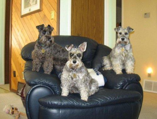 A dog image from https://images.dog.ceo/breeds/schnauzer/n02097209_1240.jpg