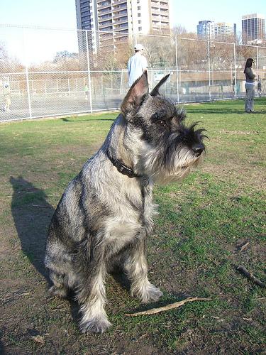 A dog image from https://images.dog.ceo/breeds/schnauzer/n02097209_1247.jpg