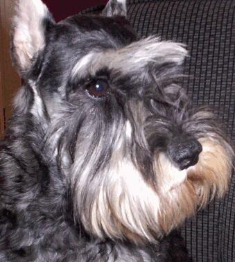 A dog image from https://images.dog.ceo/breeds/schnauzer/n02097209_1298.jpg