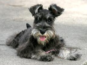 A dog image from https://images.dog.ceo/breeds/schnauzer/n02097209_1303.jpg