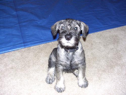 A dog image from https://images.dog.ceo/breeds/schnauzer/n02097209_1337.jpg