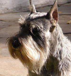 A dog image from https://images.dog.ceo/breeds/schnauzer/n02097209_1364.jpg