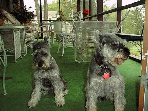 A dog image from https://images.dog.ceo/breeds/schnauzer/n02097209_1377.jpg