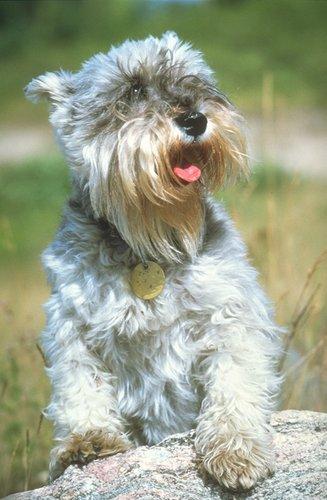 A dog image from https://images.dog.ceo/breeds/schnauzer/n02097209_1387.jpg