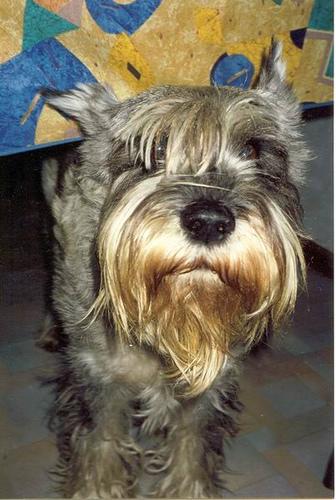 A dog image from https://images.dog.ceo/breeds/schnauzer/n02097209_1491.jpg