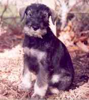 A dog image from https://images.dog.ceo/breeds/schnauzer/n02097209_15.jpg