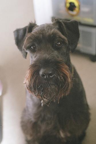 A dog image from https://images.dog.ceo/breeds/schnauzer/n02097209_1500.jpg