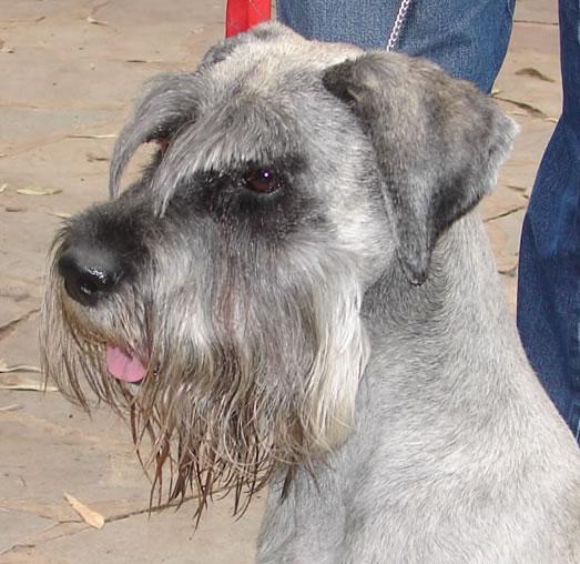 A dog image from https://images.dog.ceo/breeds/schnauzer/n02097209_1517.jpg