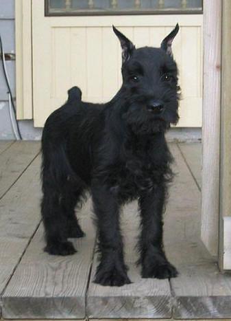 A dog image from https://images.dog.ceo/breeds/schnauzer/n02097209_1531.jpg