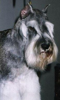 A dog image from https://images.dog.ceo/breeds/schnauzer/n02097209_1536.jpg