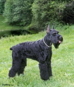 A dog image from https://images.dog.ceo/breeds/schnauzer/n02097209_1560.jpg