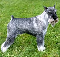 A dog image from https://images.dog.ceo/breeds/schnauzer/n02097209_1653.jpg