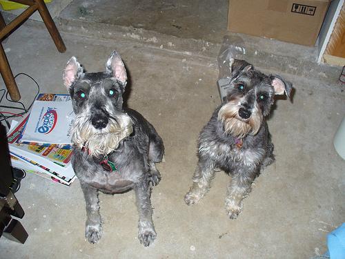 A dog image from https://images.dog.ceo/breeds/schnauzer/n02097209_169.jpg