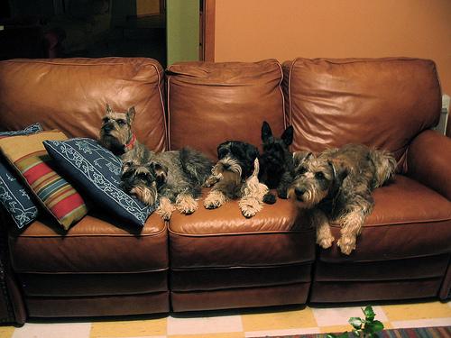 A dog image from https://images.dog.ceo/breeds/schnauzer/n02097209_1760.jpg