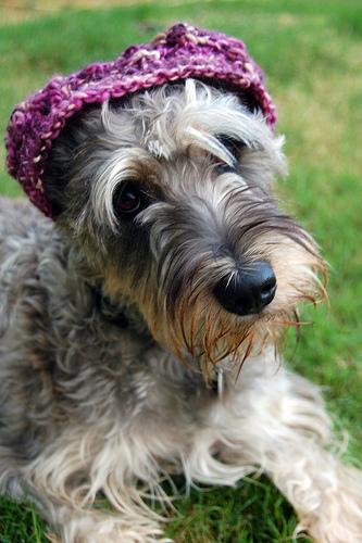 A dog image from https://images.dog.ceo/breeds/schnauzer/n02097209_1772.jpg