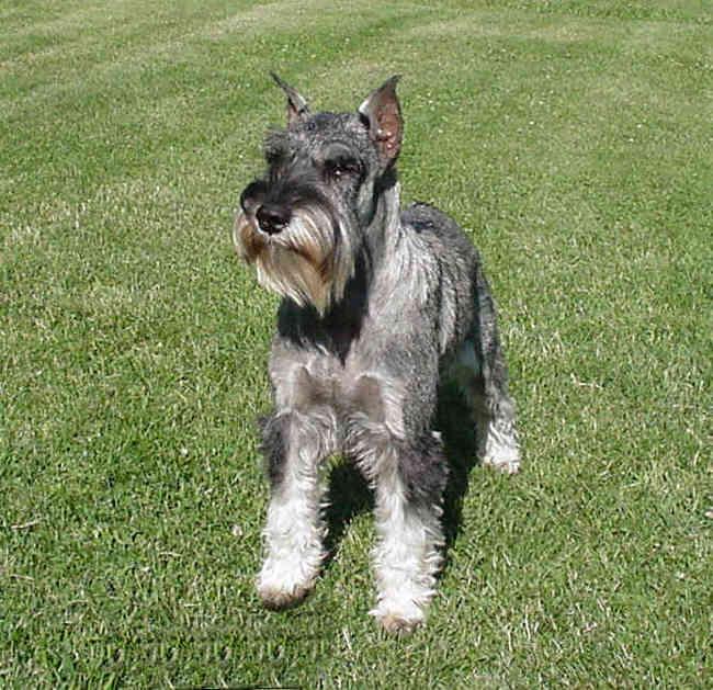 A dog image from https://images.dog.ceo/breeds/schnauzer/n02097209_1807.jpg