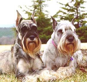 A dog image from https://images.dog.ceo/breeds/schnauzer/n02097209_1839.jpg