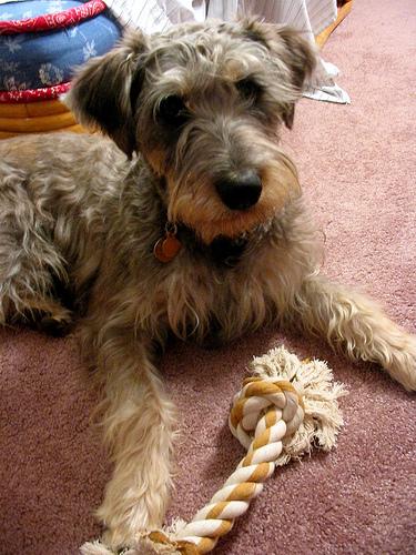 A dog image from https://images.dog.ceo/breeds/schnauzer/n02097209_1889.jpg