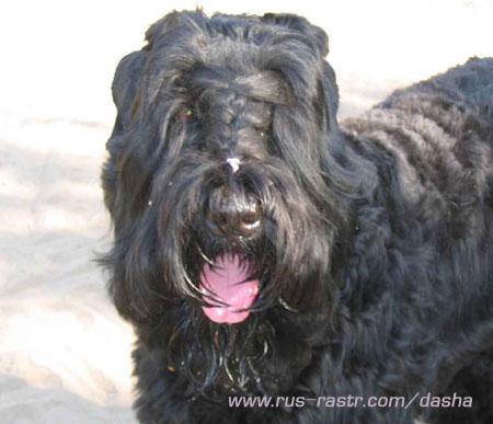 A dog image from https://images.dog.ceo/breeds/schnauzer/n02097209_1923.jpg