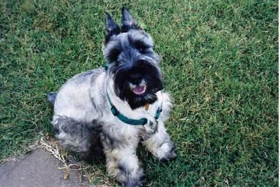 A dog image from https://images.dog.ceo/breeds/schnauzer/n02097209_2084.jpg