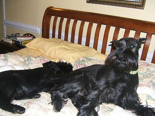 A dog image from https://images.dog.ceo/breeds/schnauzer/n02097209_2087.jpg