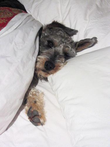 A dog image from https://images.dog.ceo/breeds/schnauzer/n02097209_213.jpg