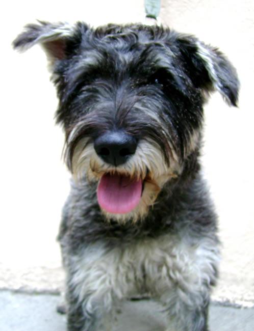 A dog image from https://images.dog.ceo/breeds/schnauzer/n02097209_2195.jpg