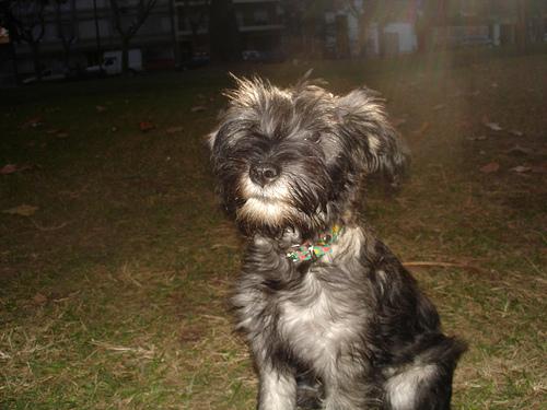 A dog image from https://images.dog.ceo/breeds/schnauzer/n02097209_2205.jpg