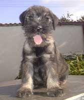 A dog image from https://images.dog.ceo/breeds/schnauzer/n02097209_221.jpg