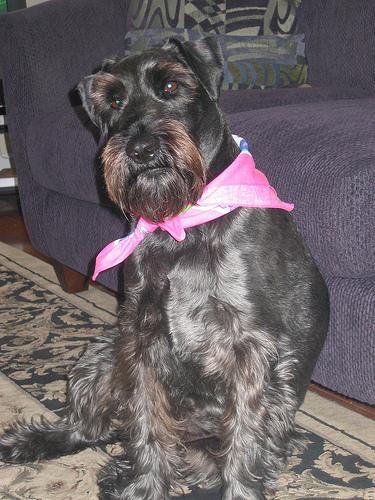 A dog image from https://images.dog.ceo/breeds/schnauzer/n02097209_2214.jpg