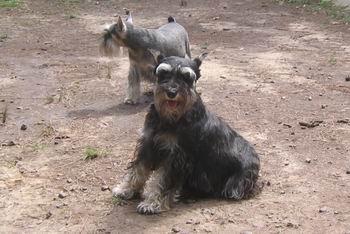 A dog image from https://images.dog.ceo/breeds/schnauzer/n02097209_2274.jpg