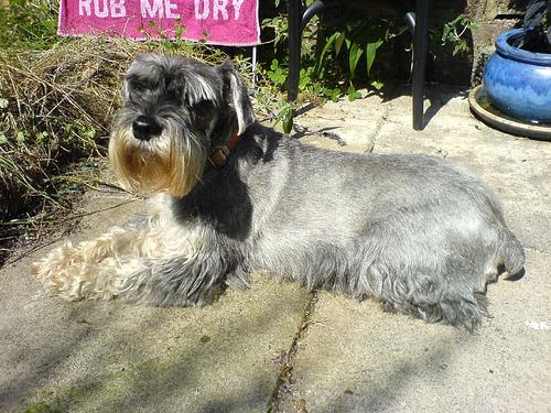 A dog image from https://images.dog.ceo/breeds/schnauzer/n02097209_2365.jpg