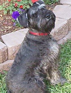 A dog image from https://images.dog.ceo/breeds/schnauzer/n02097209_2432.jpg