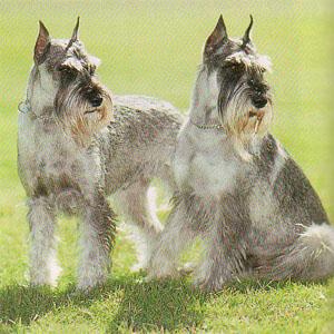 A dog image from https://images.dog.ceo/breeds/schnauzer/n02097209_2468.jpg