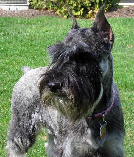 A dog image from https://images.dog.ceo/breeds/schnauzer/n02097209_2477.jpg