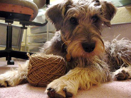 A dog image from https://images.dog.ceo/breeds/schnauzer/n02097209_2493.jpg