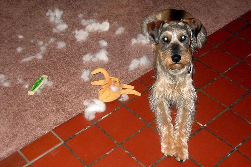 A dog image from https://images.dog.ceo/breeds/schnauzer/n02097209_2502.jpg